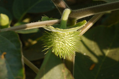 Datura innoxia